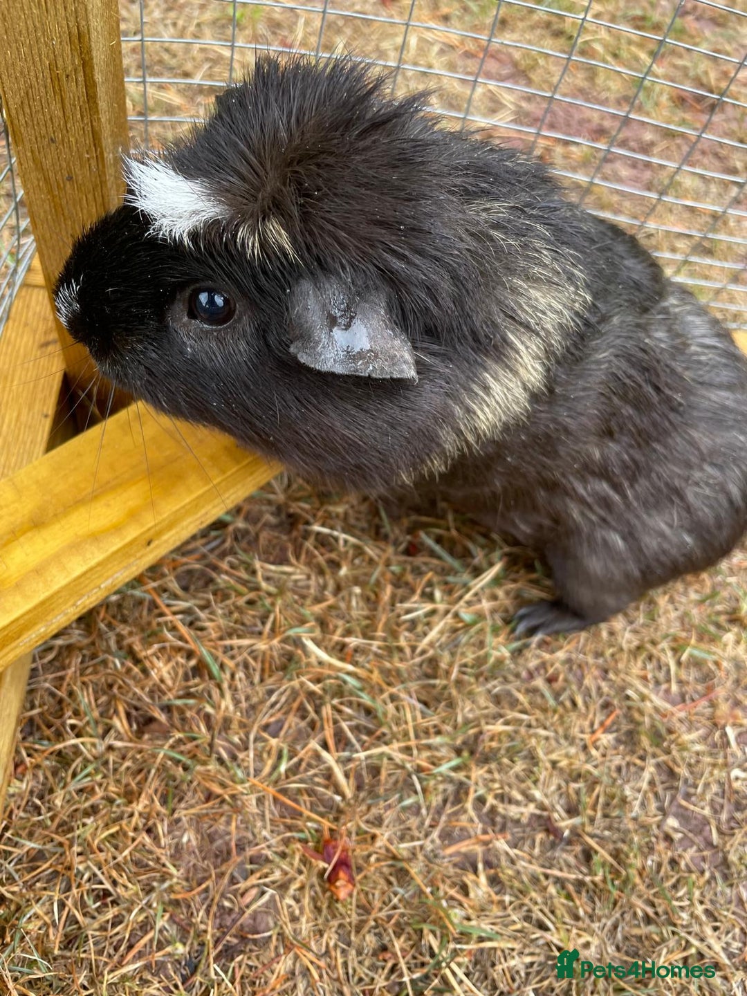 Guinea Pig rodents for sale: 3 Brothers  - Image 10