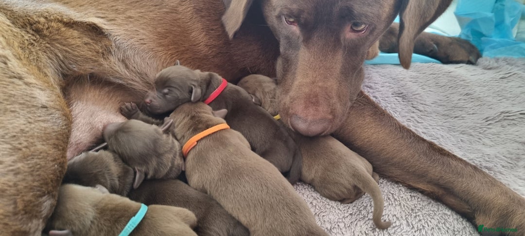 Labrador Retriever dogs for sale: Bundle of Chocolate Joy- Labrador Retrive Puppies - Image 23