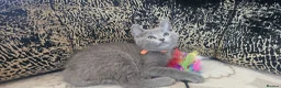 Russian Blue cats for sale: Fully TICA reg pedigree stunning kittens-READY NOW - Advert 27