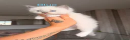 Ragdoll cats for sale: Purebred blue point ragdolls in Southend-on-Sea - Advert 10