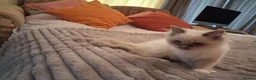 Ragdoll cats for sale: 3 boys  - Advert 6