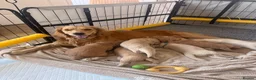 Golden Retriever dogs for sale: Mini Golden Retriever/Dakota Sport Retriever - Advert 11