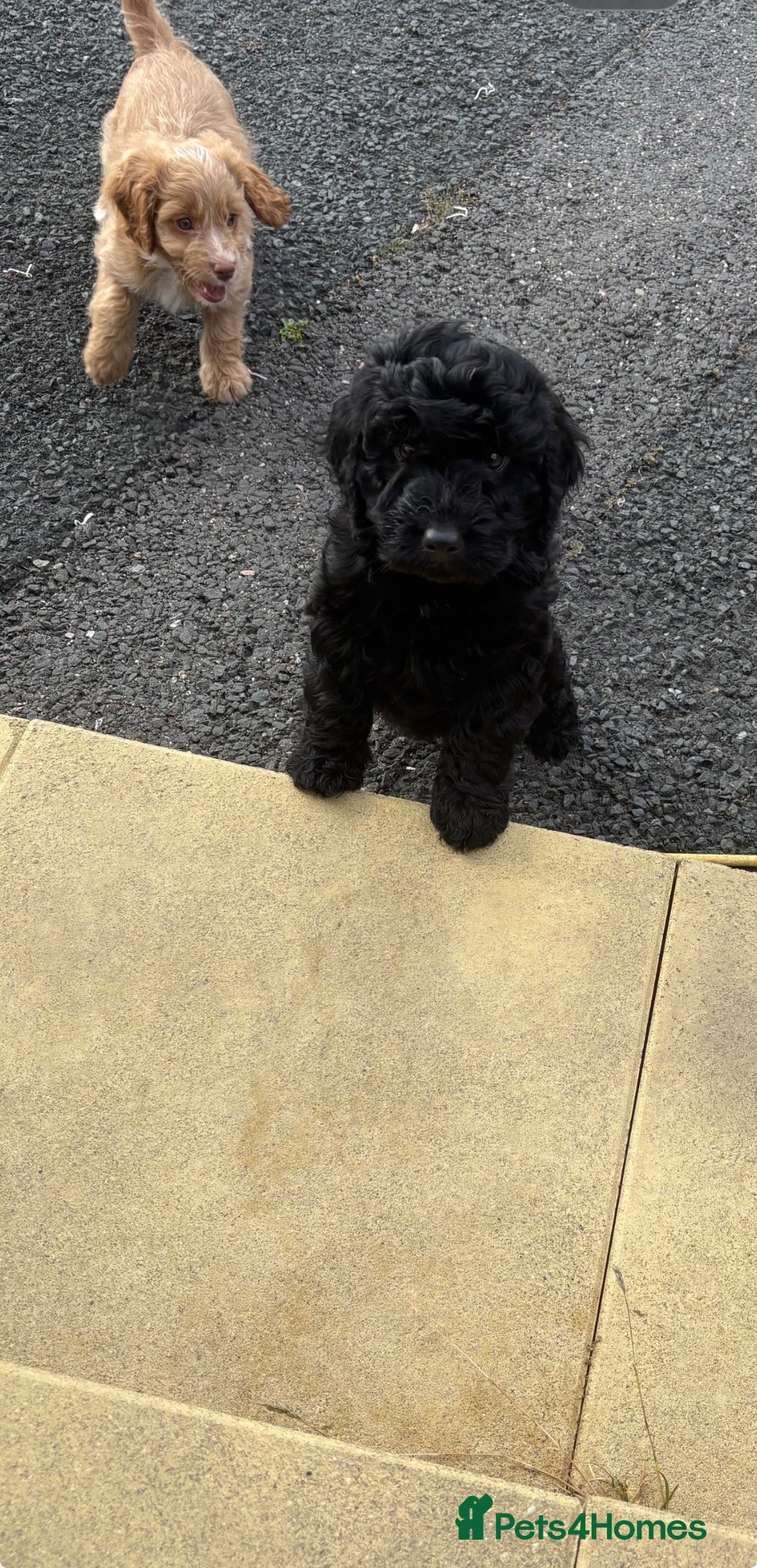 Cockapoo dogs 2 LEFT Beautiful health tested cockapoo puppies - Advert 2