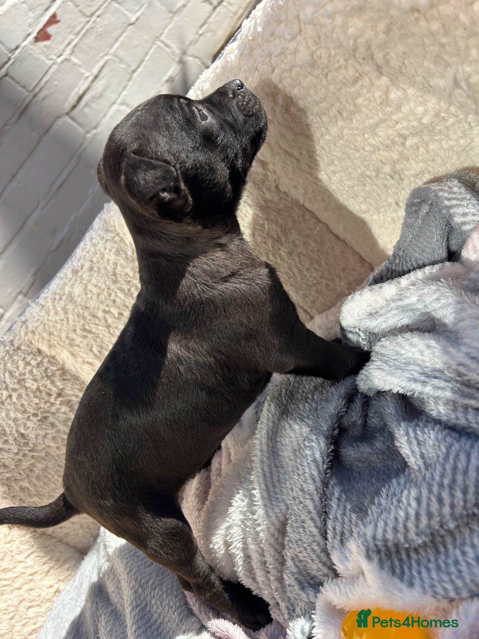 Patterdale Terrier dogs Beautiful patterdail pups  - Advert 1