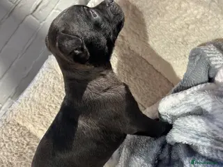 Patterdale Terrier dogs Beautiful patterdail pups - Advert 1