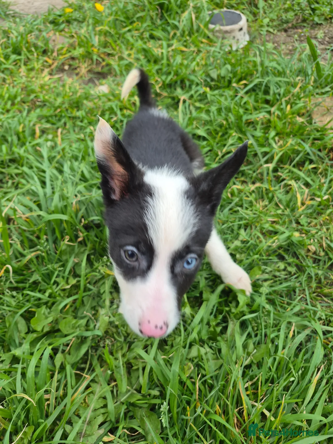 Welsh Collie dogs for sale: 8 collie puppys  - Advert 21