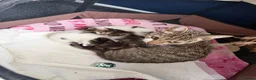 Mixed Breed cats for sale: Beautiful kittens looking for homes  - Advert 7