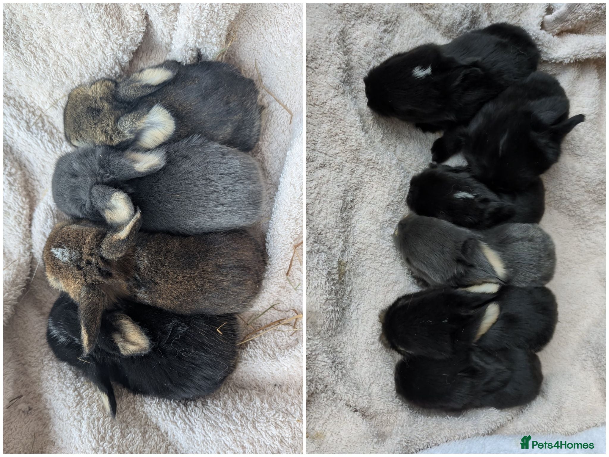 Mini Lop rabbits Beautiful Mini Lops For Sale  ˖Ი𐑼⋆ - Advert 1