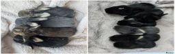 Mini Lop rabbits for sale: Beautiful Mini Lops For Sale  ˖Ი𐑼⋆ in Carnforth - Advert 1