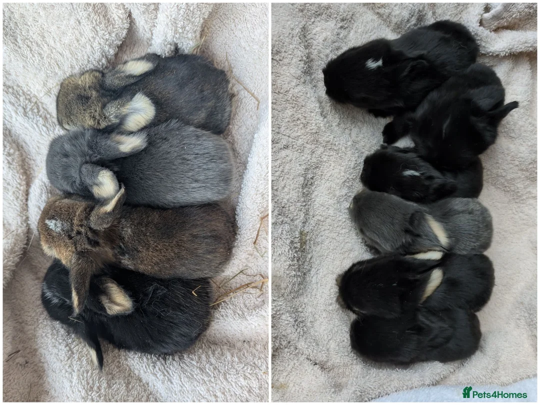 Mini Lop rabbits for sale: Beautiful Mini Lops For Sale  ˖Ი𐑼⋆ in Carnforth - Advert 1