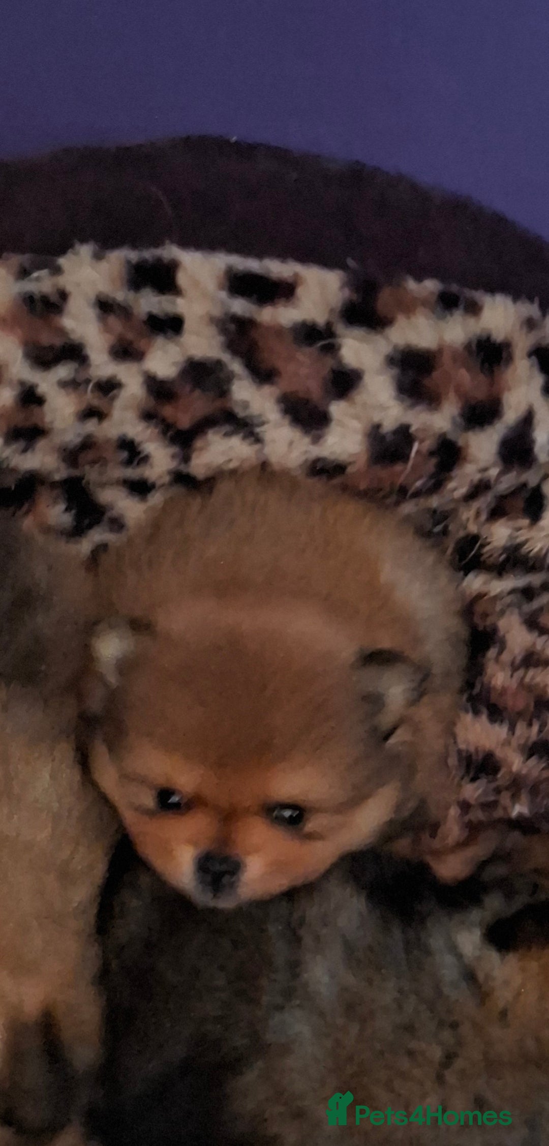 Pomeranian dogs for sale: Gorgeous puppy Pomeranian  - Advert 3