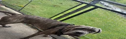 Cane Corso dogs for sale: 2 Cane Corsos (rehomed to same home) - Advert 3