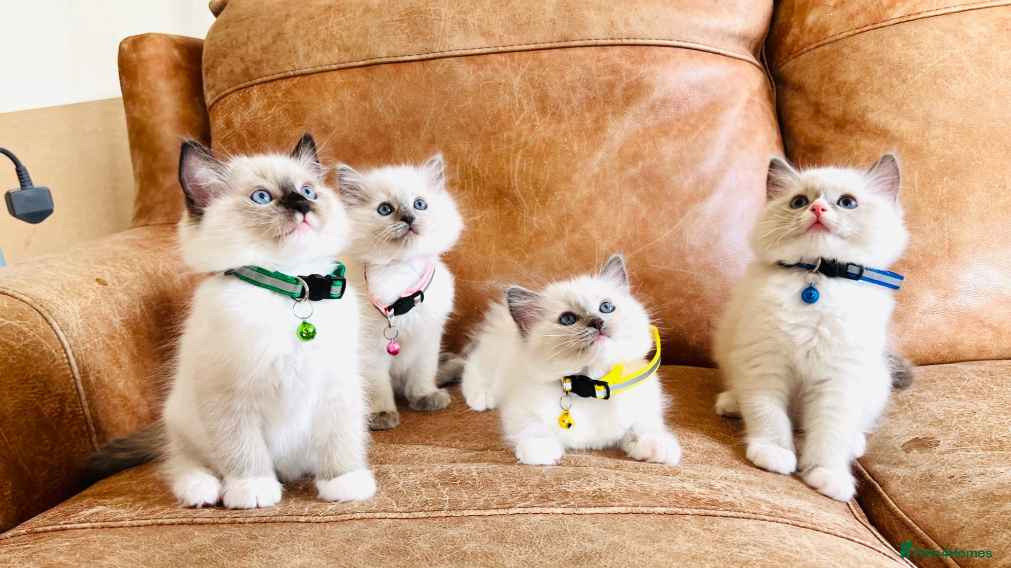 Ragdoll cats Pure Ragdoll GCCF kittens  - Advert 6