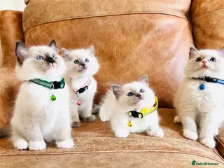 Ragdoll cats Pure Ragdoll GCCF kittens - Advert 6