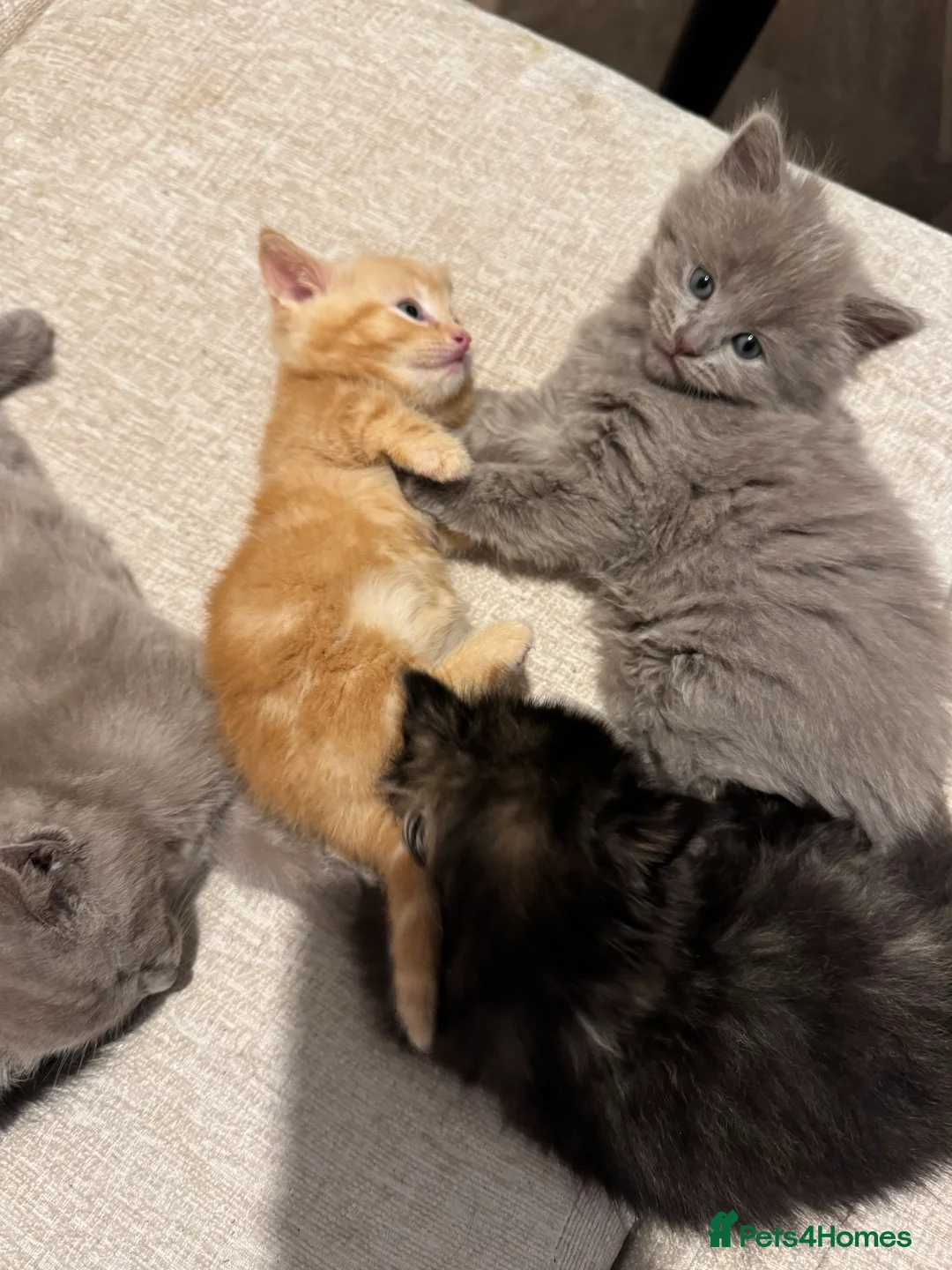 Munchkin cats for sale: 💎 RARE 💎 STANDARD MUNCHKINS READY TO LEAVE NOW  - Advert 3
