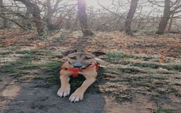 Mixed Breed dogs for sale: Sadie - Image 1