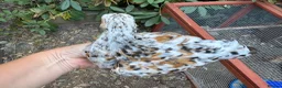 Chickens poultry for sale: Trio bantam pullets  - Advert 4
