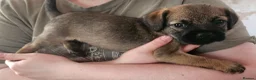 Border Terrier dogs for sale: SLEM clear KC Registered Border Terrier puppies  - Advert 6