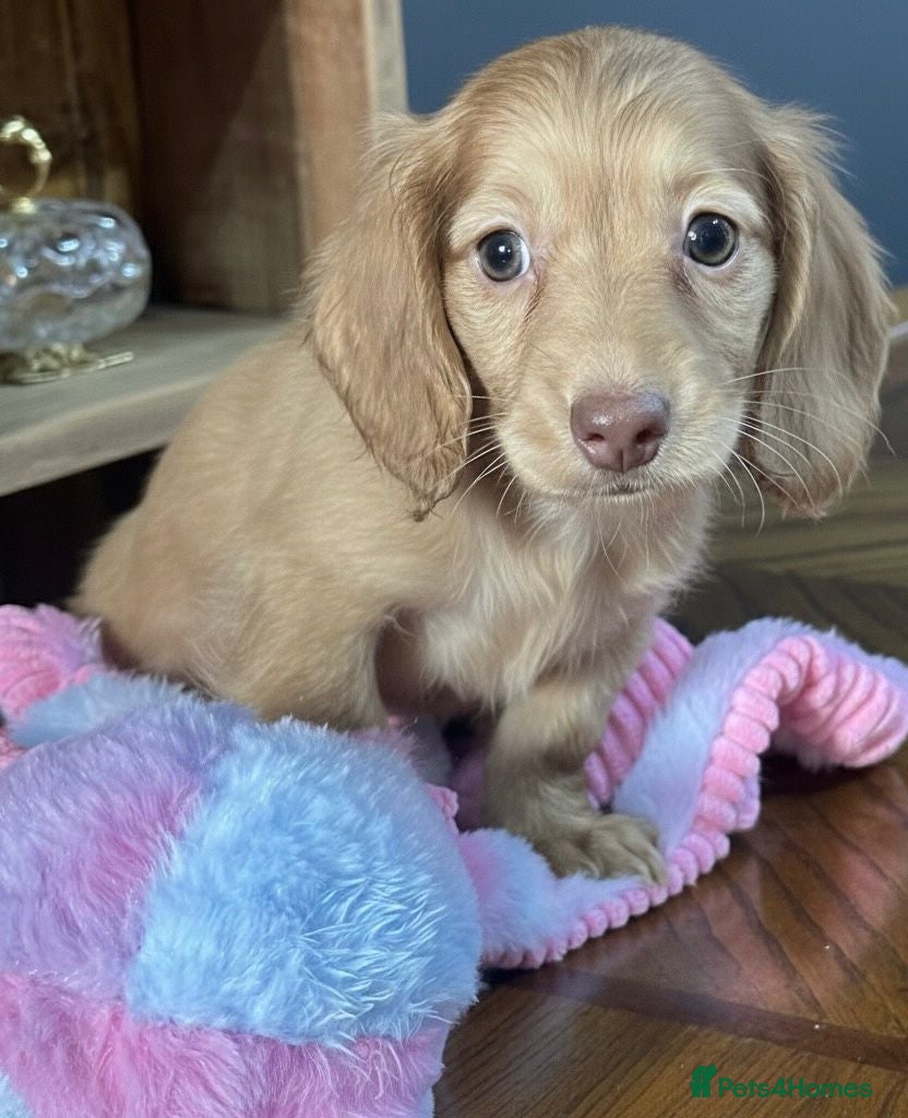 Miniature Dachshund dogs Cream Mini long hair Dachshunds - Advert 16