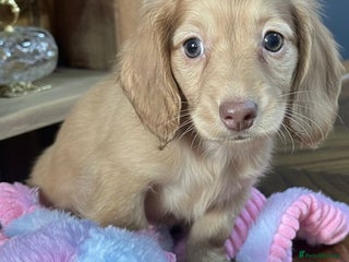 Miniature Dachshund dogs Cream Mini long hair Dachshunds - Advert 16