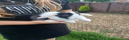 Mini Lop rabbits for sale: Mini lop boys - Advert 10