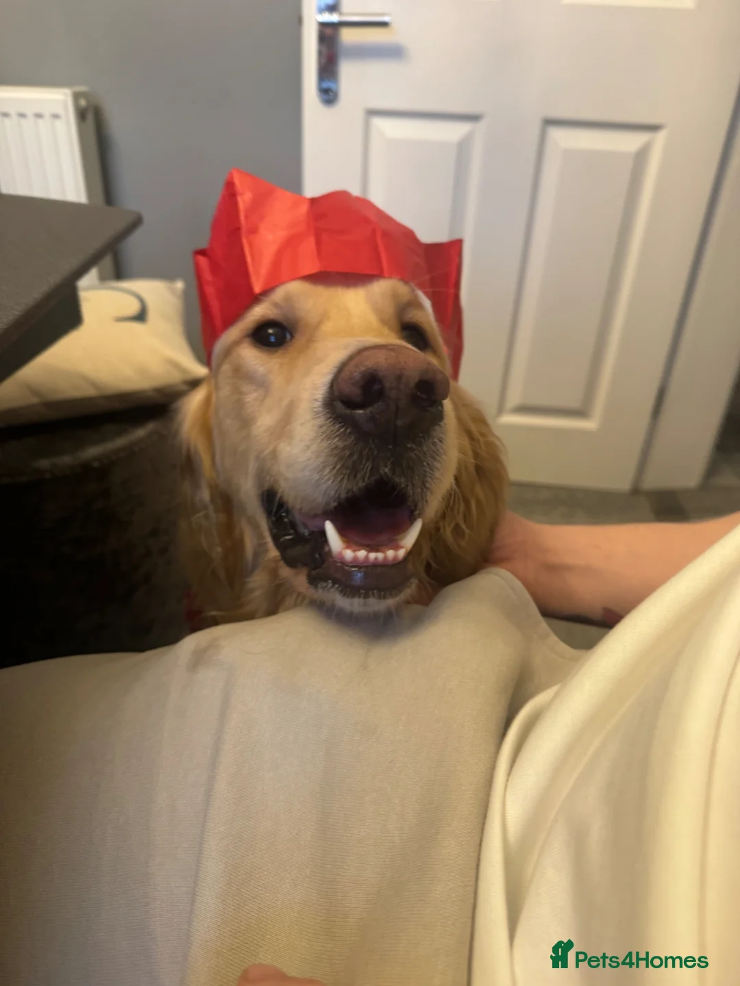 Golden Retriever dogs for sale: Bailey  - Advert 2