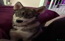 Siberian Husky dogs for sale: Husky  - Image 2