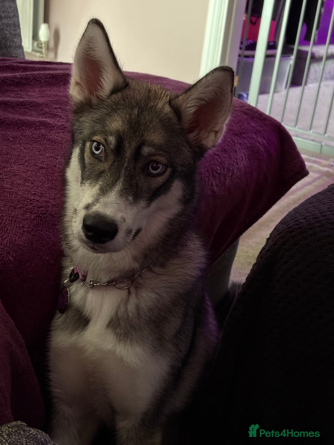 Siberian Husky dogs for sale: Husky  - Image 2