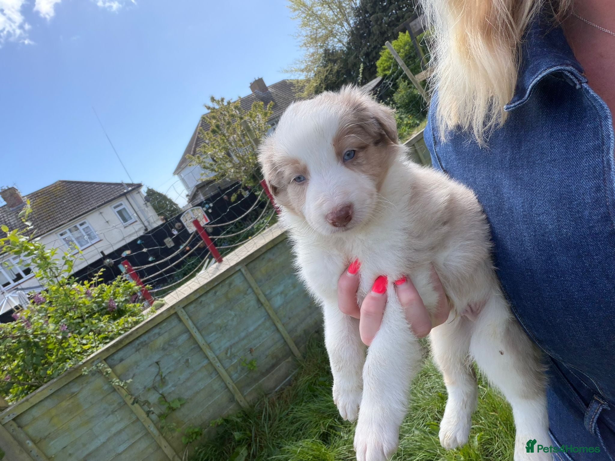 Border Collie dogs Border collie puppies - READY TO LEAVE SUNDAY - Advert 1