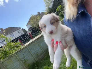 Border Collie dogs Border collie puppies - READY TO LEAVE SUNDAY - Advert 1