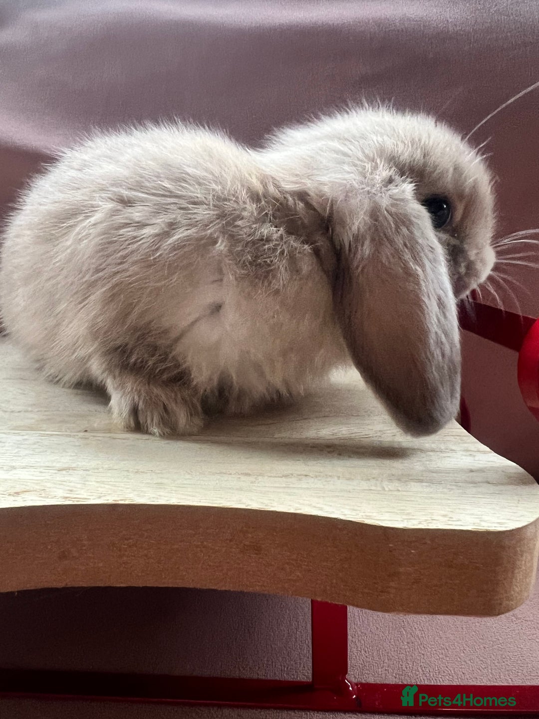 Mini Lop rabbits for sale: Gorgeous baby Mini Lops  - Advert 11