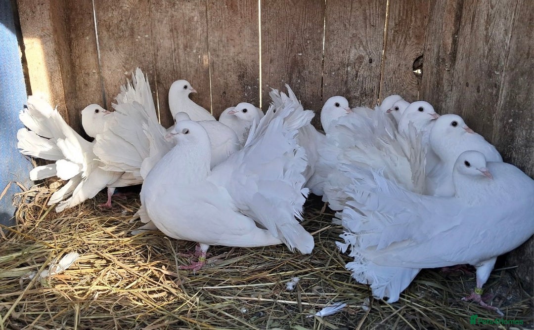 Pigeons birds for sale: PURE WHITE FANTAIL *PERMANENTLY ERECTED TAILS* - Image 3