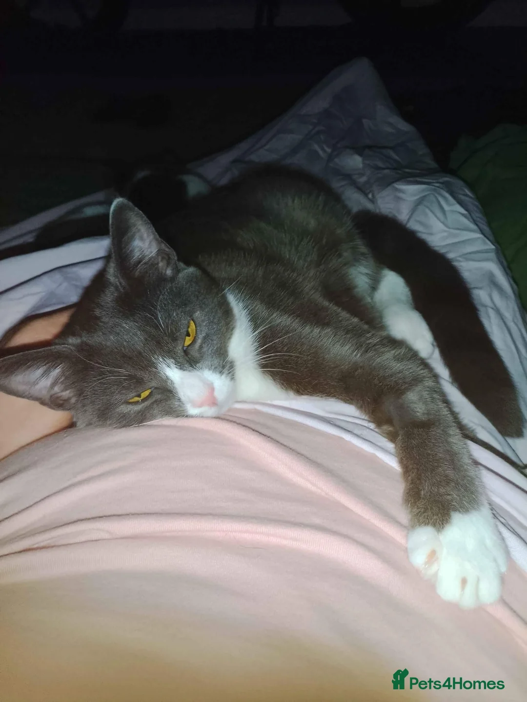 Mixed Breed cats for sale: Playful 7 Month Old Looking For New Home in Glasgow - Advert 2
