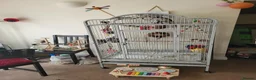Conures birds for sale: Lovely Lois, Looking for a forever home  - Advert 4