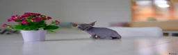 Sphynx cats for sale: Gorgeous silver Sphynx girl - Advert 11