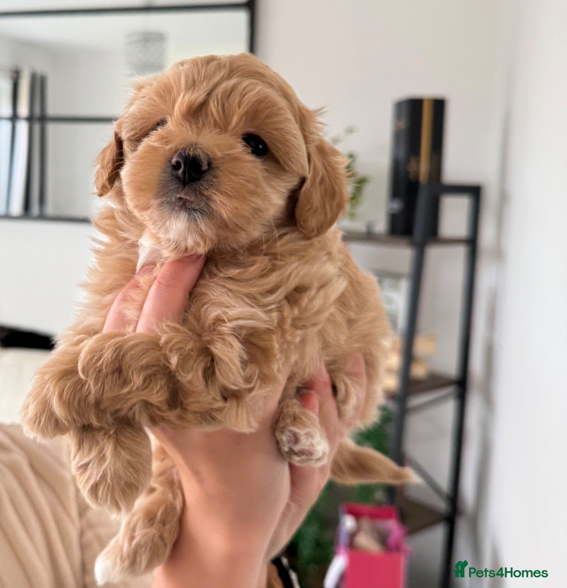 Maltipoo dogs Tiny Maltipoo puppies - Advert 17