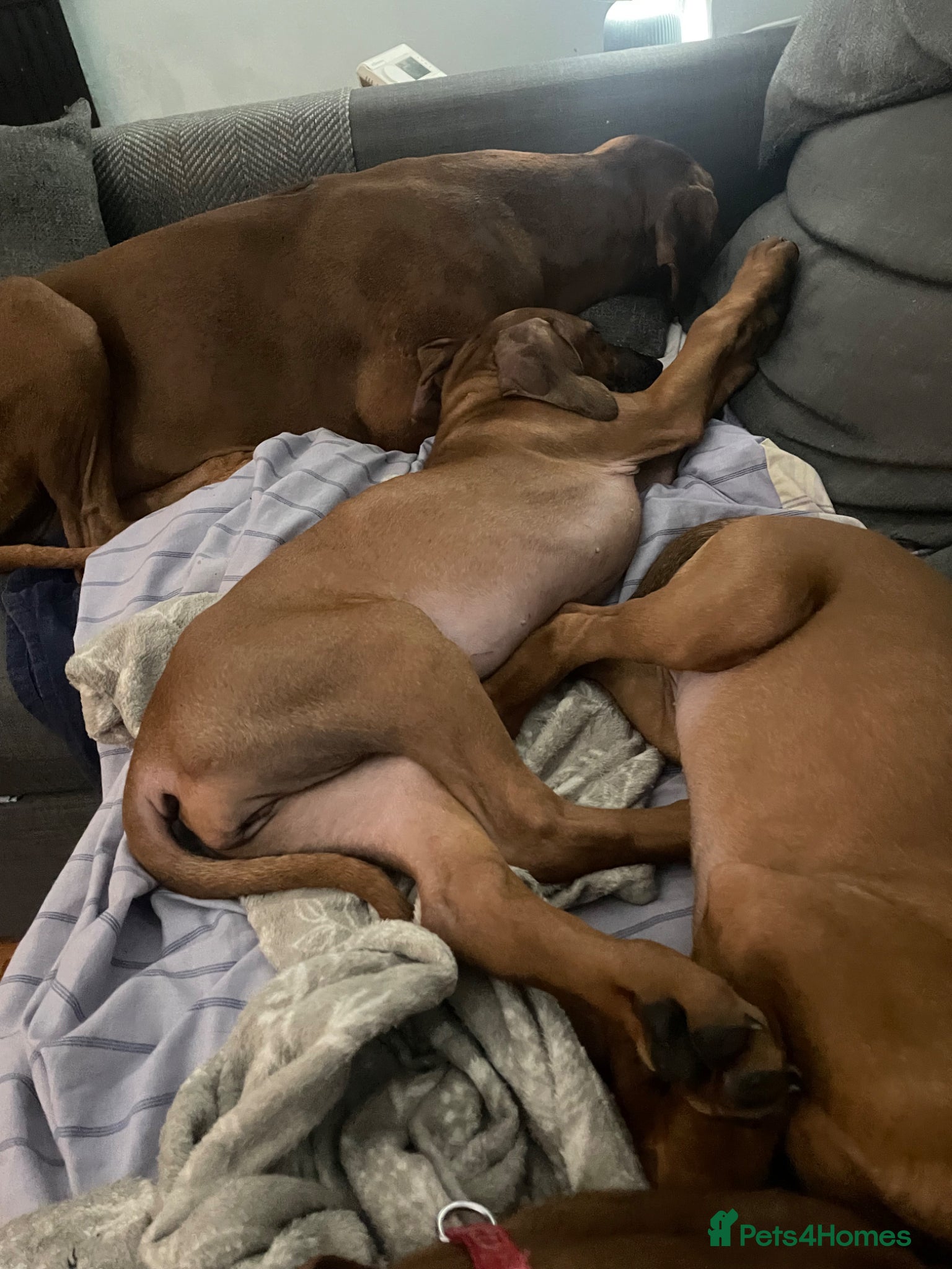 Rhodesian Ridgeback dogs 2 beautiful Rhodesian Ridgeback girls left - Advert 1