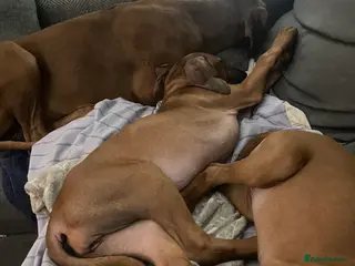 Rhodesian Ridgeback dogs 2 beautiful Rhodesian Ridgeback girls left - Advert 3