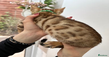 Bengal cats - Advert 1