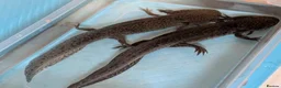 Axolotl reptiles for sale: 3 females hypo axolotl babies - Advert 6