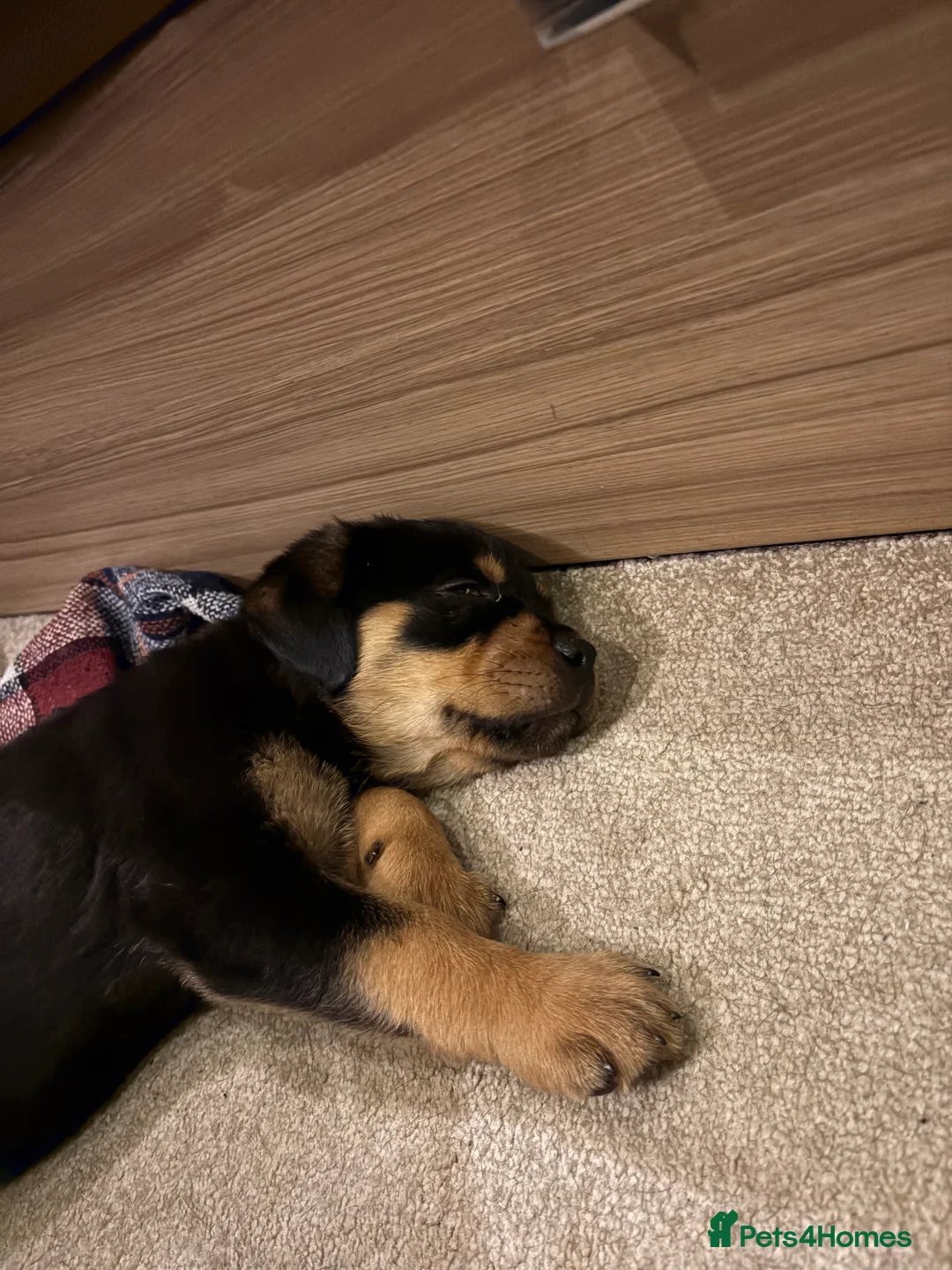 Rottweiler dogs for sale: Beautiful Rottweiler girl 9 weeks old.  - Advert 2