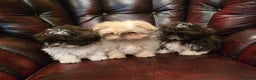 Shih Tzu dogs for sale: Stunning shih tzu - Advert 22