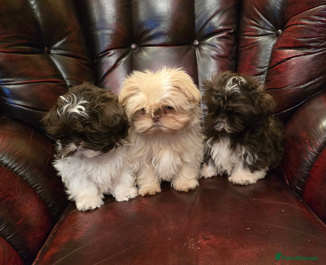 Shih Tzu dogs for sale: Stunning shih tzu - Advert 22