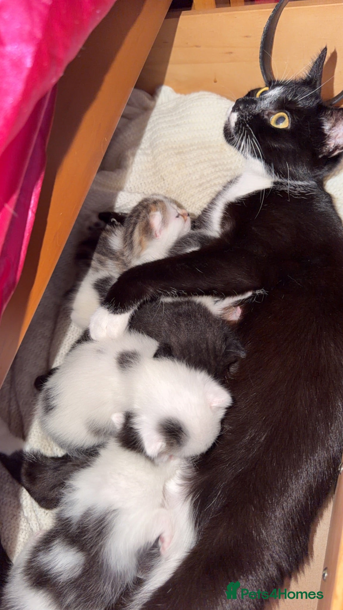 Mixed Breed cats 5 kittens looking for a forever home  - Advert 3