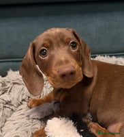 Miniature Dachshund dogs **REDUCED**PRA Clear, KC Reg Miniature Dachshund - Advert 12