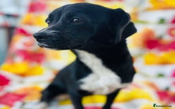 Mixed Breed dogs for adoption: Adorable Anastasia - Image 3