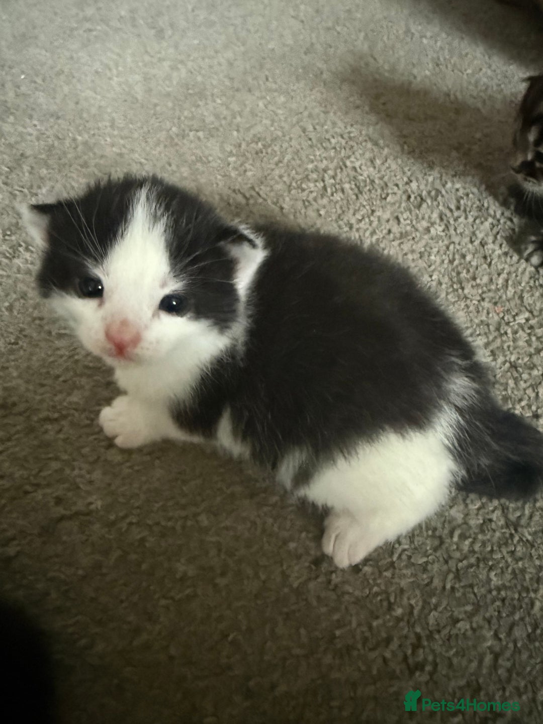 Mixed Breed cats for sale: Beautiful kittens for sale - Advert 2