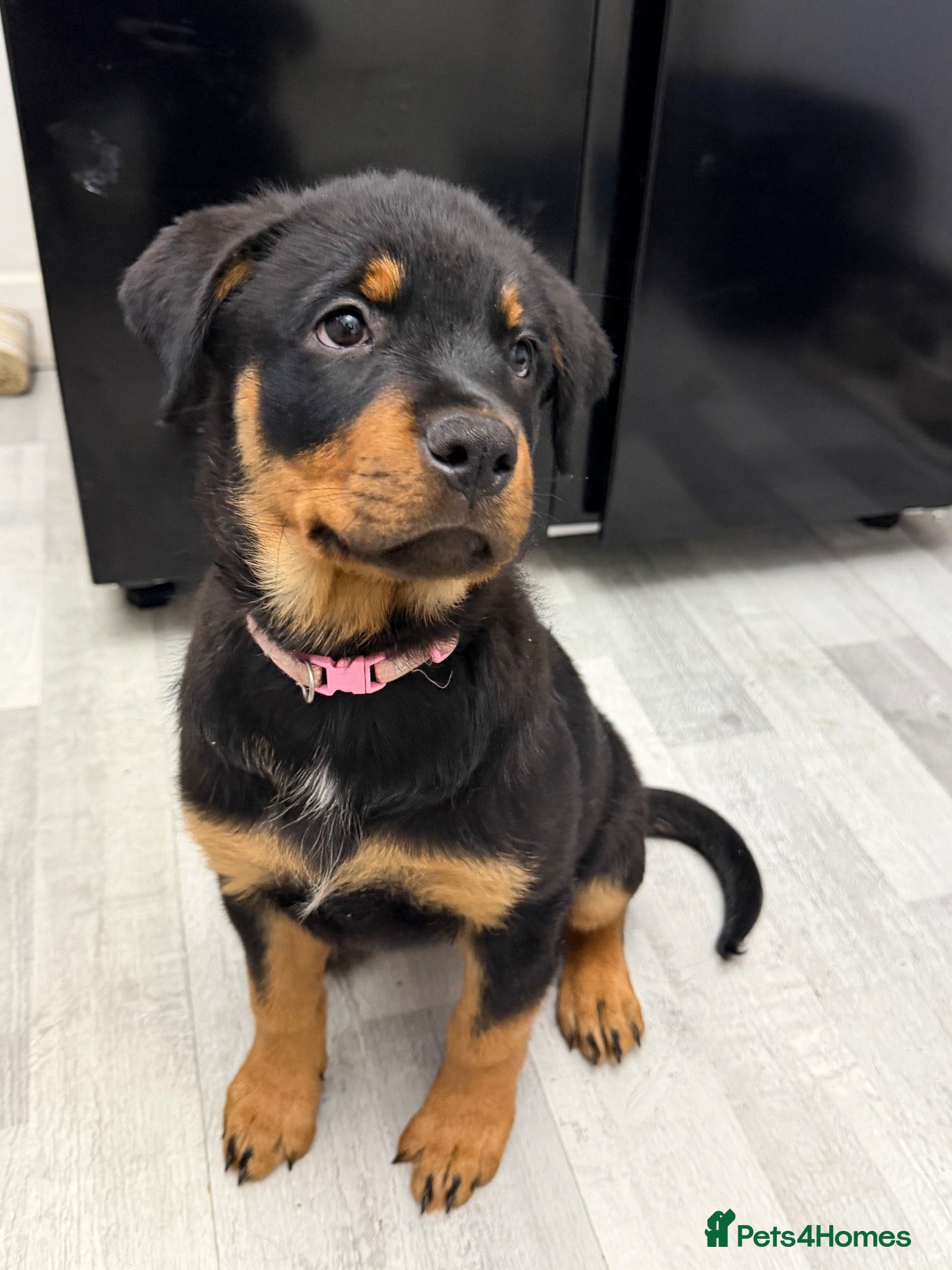 Rottweiler dogs Female Rottweiler 🩷 - Advert 15