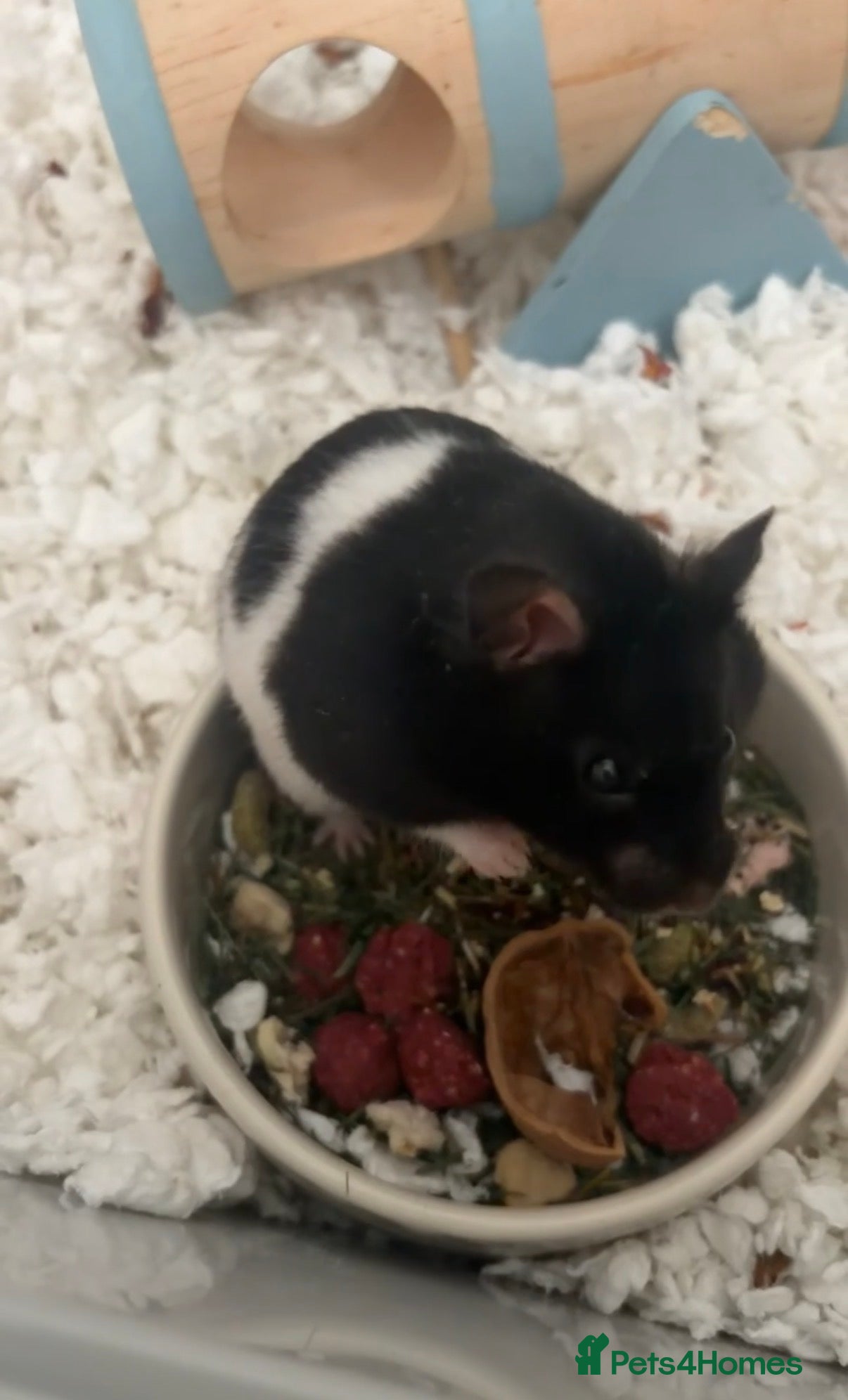 Hamster rodents female syrian hamster   - Advert 1