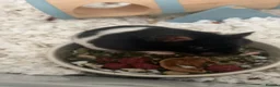 Hamster rodents for sale: female syrian hamster   - Advert 1